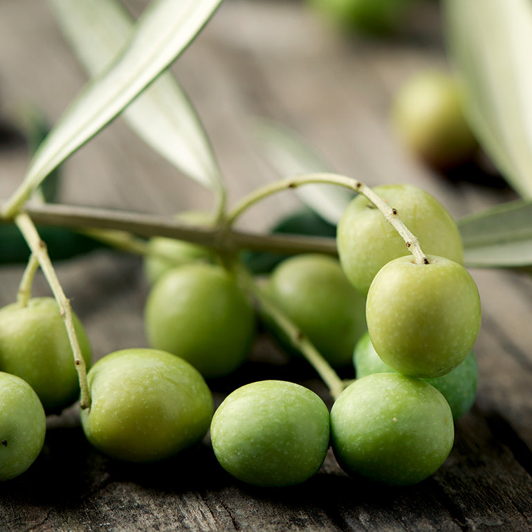 アルベキーナ種